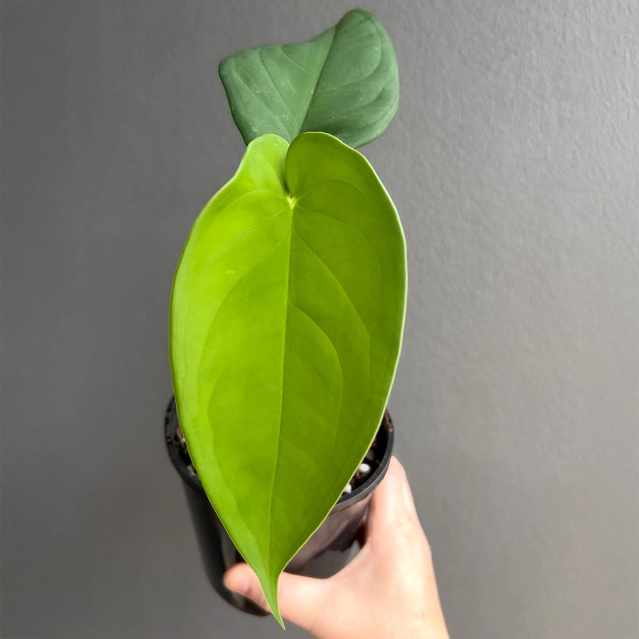 Hand holding a Syngonium chiapense showing smooth glossy green leaves with a defined midrib and soft heart shape. Rare indoor plant nursery Australia.