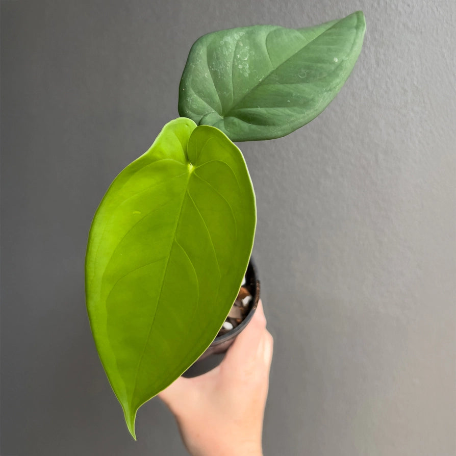 Close-up of Syngonium chiapense foliage highlighting thick leathery texture and deep green tone. Rare indoor plant collectors Australia.