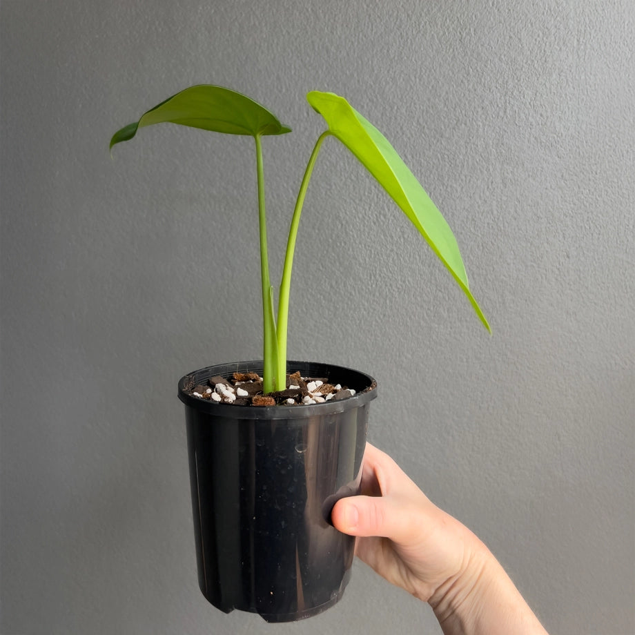 Person holding a potted Syngonium chiapense with compact growth and fresh new leaf emerging. Trusted indoor plant shop Australia.