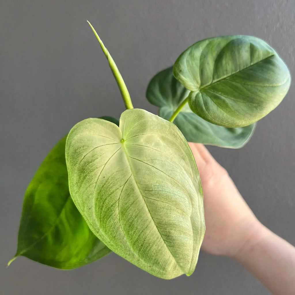 Syngonium chiapense 'Frosted Heart' showcasing unique frosted leaves. Buy rare indoor plants online at Chalet Boutique, Australia.
