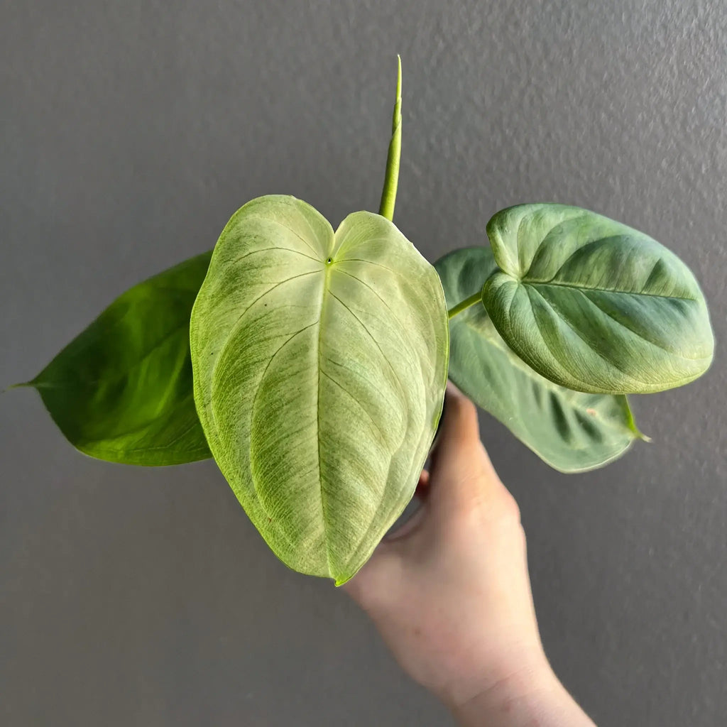 Syngonium chiapense 'Frosted Heart' indoor plant with unique textured leaves, available at Chalet Boutique, Australia.