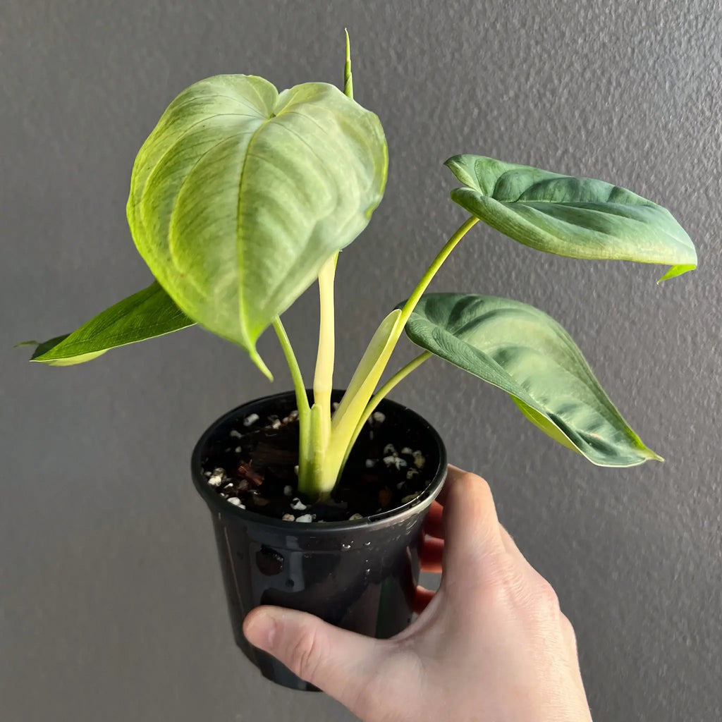 Syngonium chiapense 'Frosted Heart' indoor plant in black pot, known for distinctive light leaves, from Chalet Boutique, Australia.