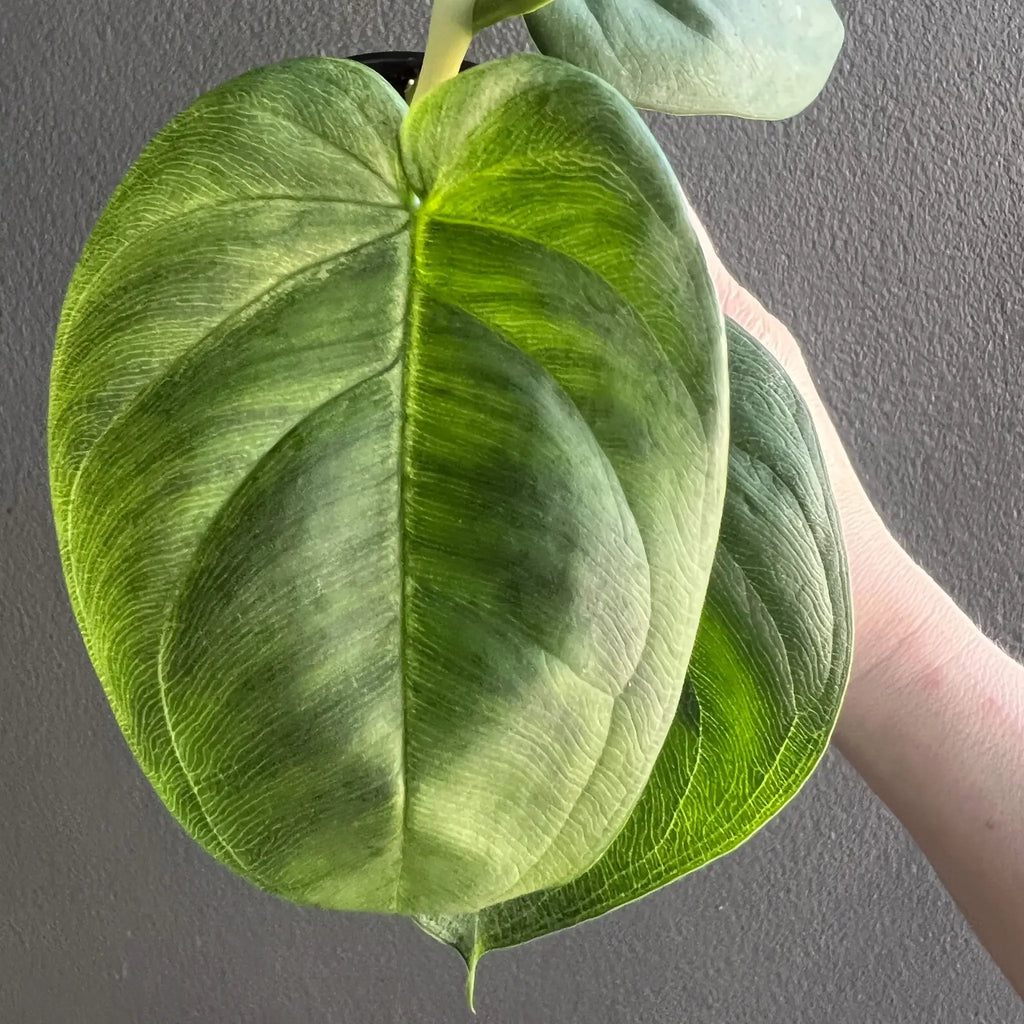 Close-up of a large Syngonium chiapense 'Frosted Heart' leaf showcasing its unique textured green patterns. Chalet Boutique, Australia.