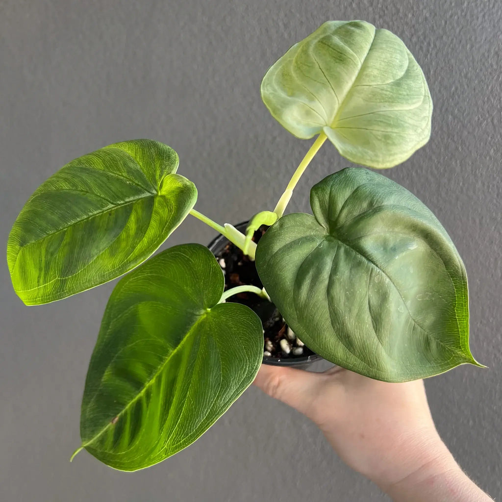 Syngonium chiapense 'Frosted Heart' with unique textured leaves, rare indoor plant for sale at Chalet Boutique, Australia.