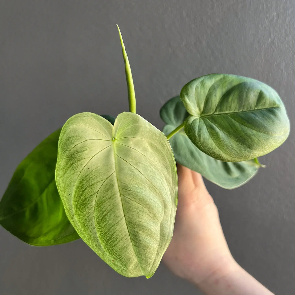 Close-up of Syngonium chiapense 'Frosted Heart' showcasing vibrant, textured leaves. Buy rare indoor plants online at Chalet Boutique, Australia.