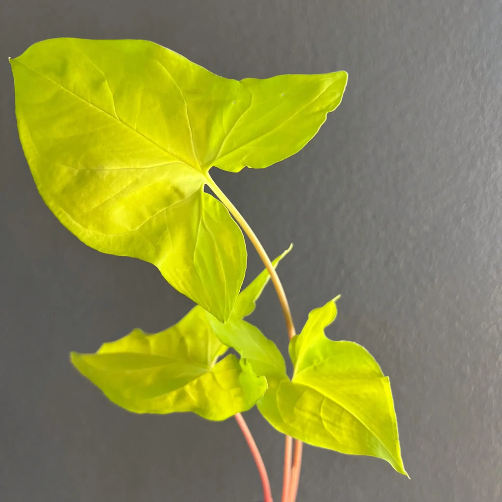 Bright golden-yellow Syngonium podophyllum 'Goldie' leaves on a grey background, a stunning indoor plant from Chalet Boutique, Australia.
