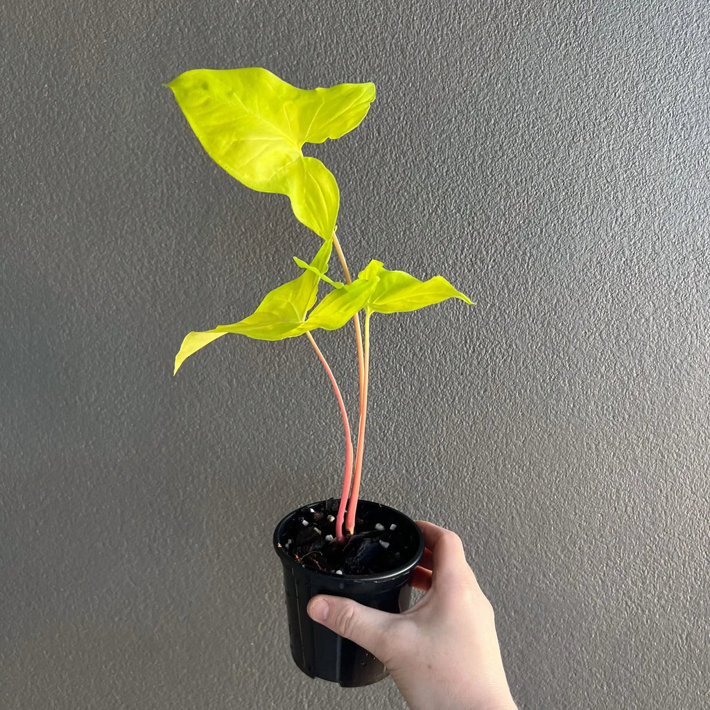 Syngonium podophyllum 'Goldie' with vibrant golden-yellow leaves, showcasing unique arrowhead shape at Chalet Boutique, Australia.