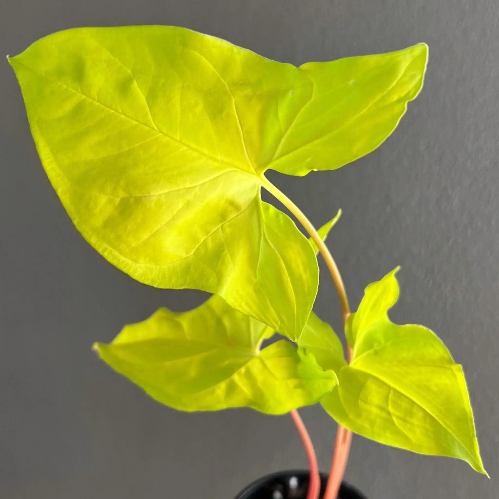 Vibrant Syngonium podophyllum 'Goldie' with bright yellow arrowhead leaves, ideal for indoor spaces. Chalet Boutique, Australia.