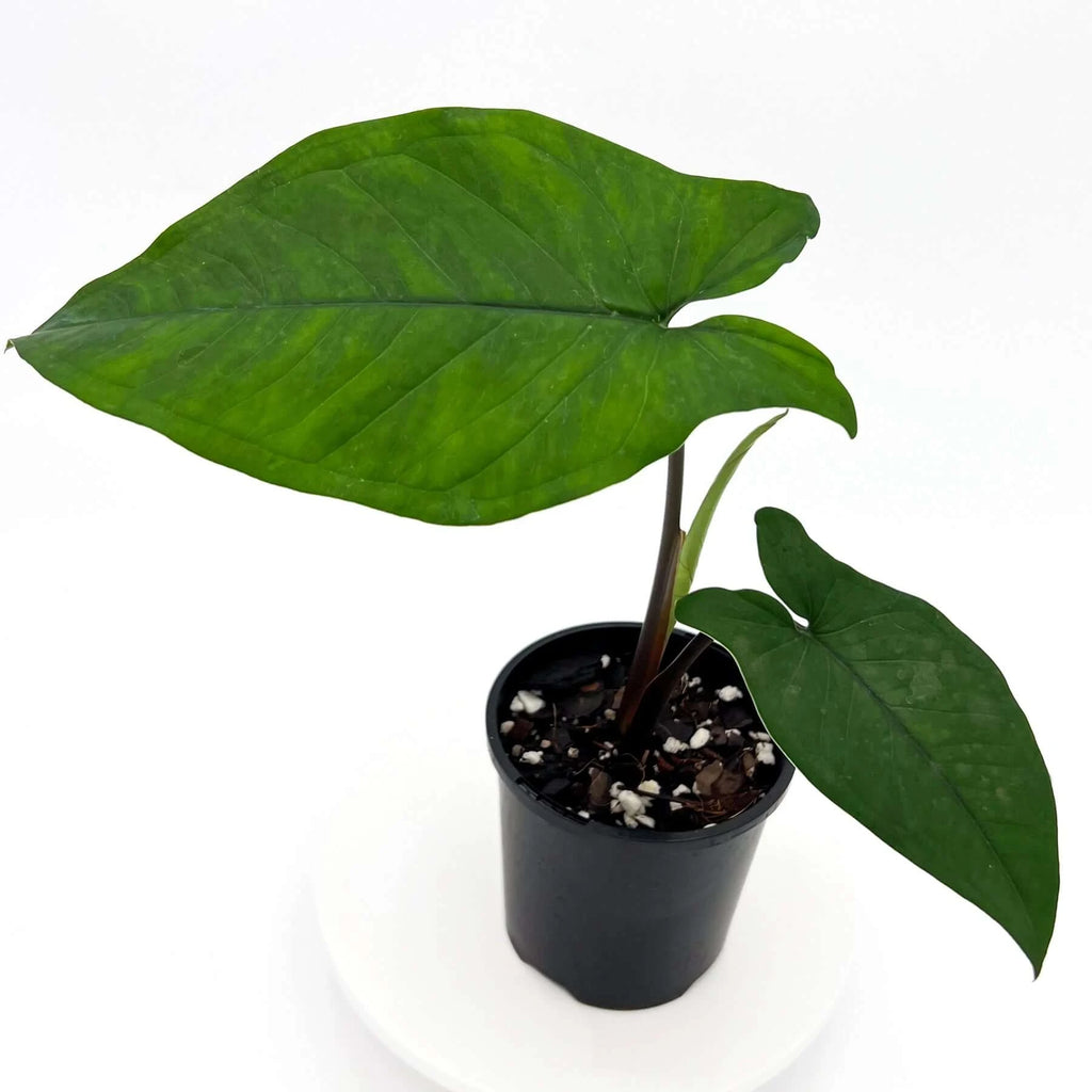 Syngonium macrophyllum | Indoor Plant | Chalet Boutique - Australia