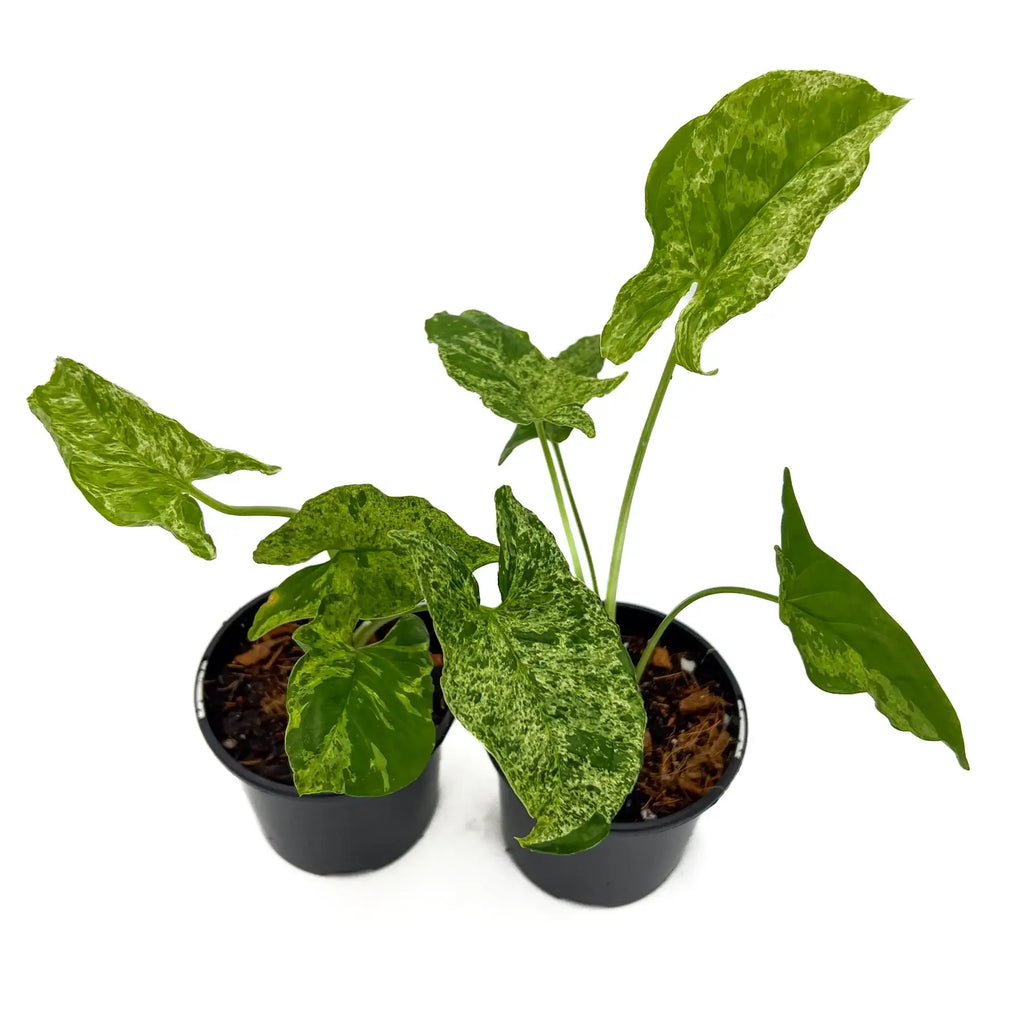 Syngonium Mojito indoor plant with mottled green leaves in nursery pots, available at Chalet Boutique, Australia.