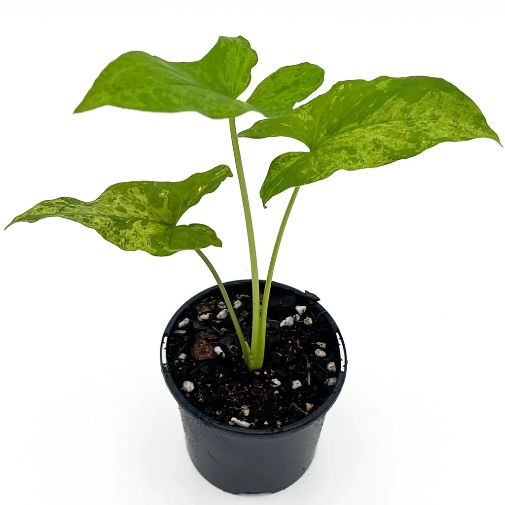 Syngonium podophyllum 'Mojito' in a black nursery pot, showcasing rare variegated leaves, perfect for indoor plant lovers.