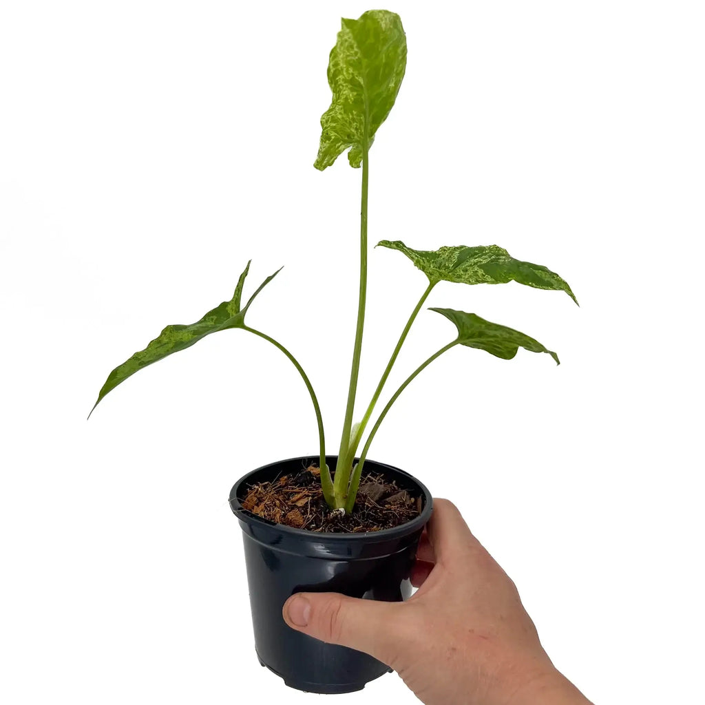 Syngonium Mojito plant in a black nursery pot, featuring arrow-shaped leaves with mottled green variegation. Chalet Boutique, Australia.