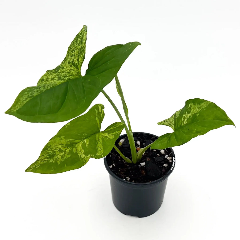 Syngonium podophyllum 'Mojito' in a black nursery pot, showcasing variegated arrow-shaped leaves, perfect for indoor plants.