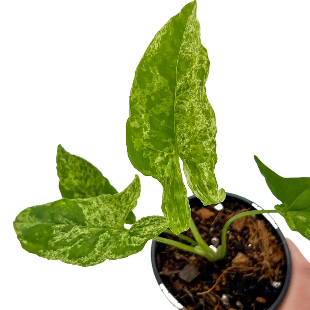 Syngonium Mojito plant with mottled green leaves in a nursery pot, showcasing unique arrow-shaped foliage. Chalet Boutique, Australia.