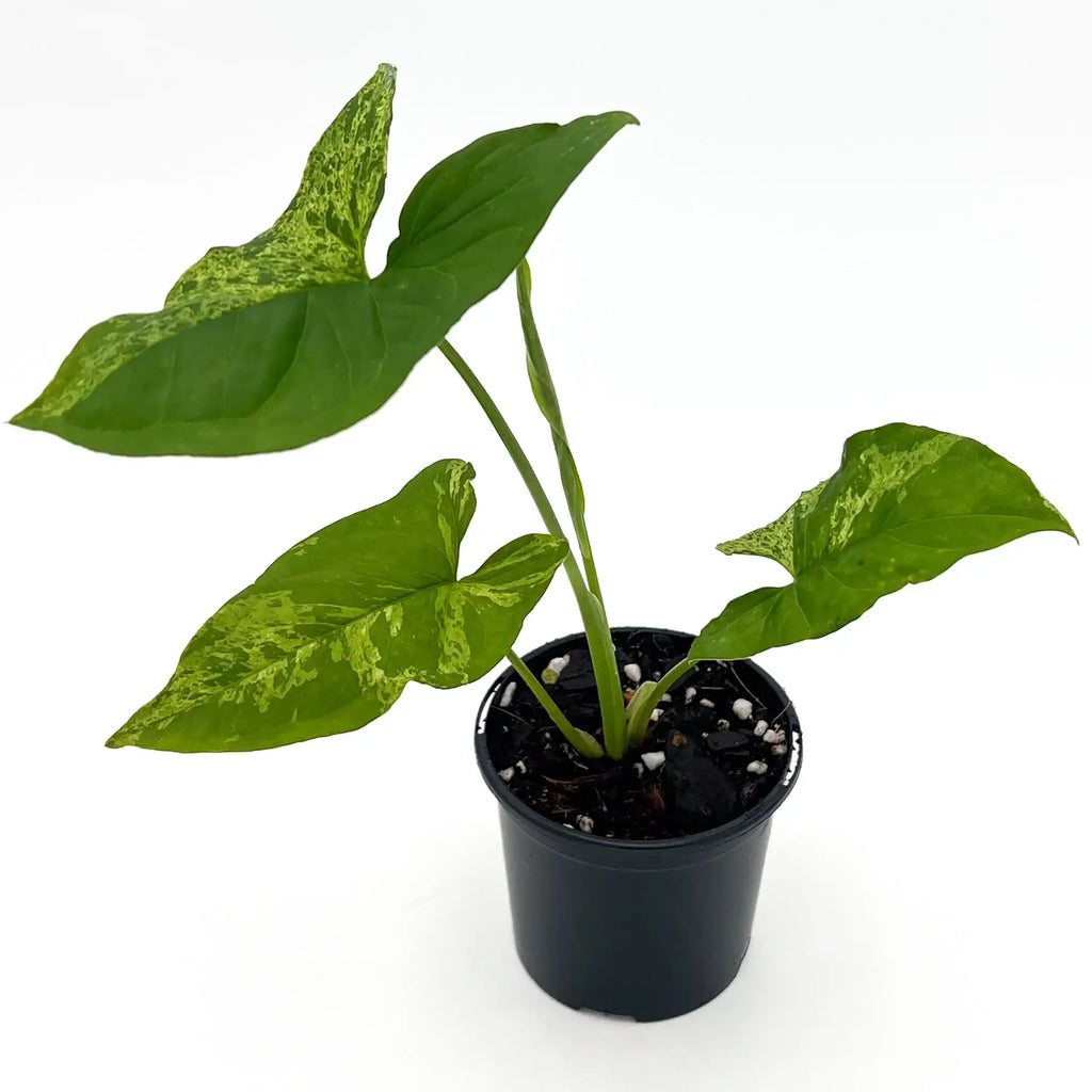 Syngonium podophyllum 'Mojito' in a nursery pot, showcasing variegated green leaves, perfect for indoor plant enthusiasts.