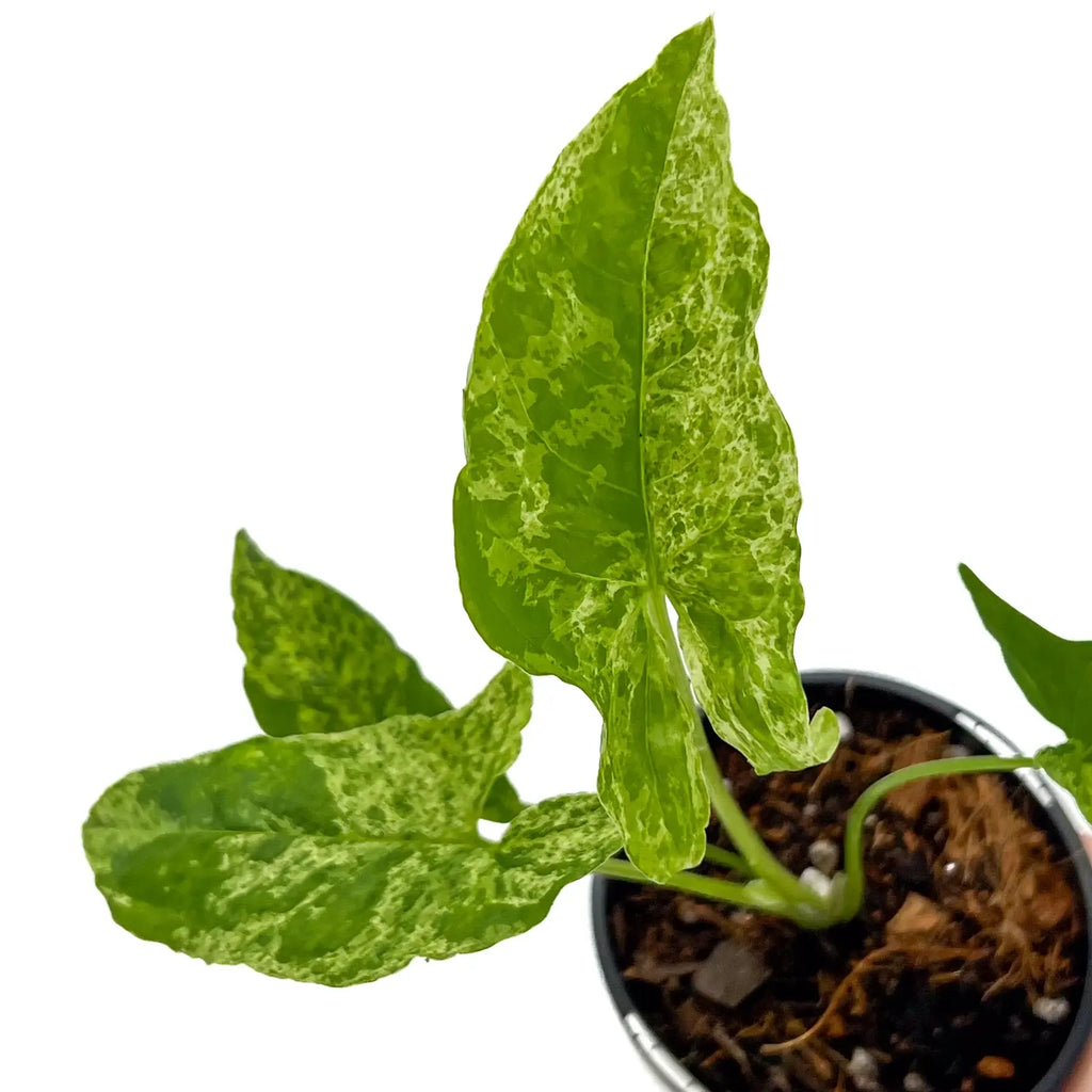 Syngonium Mojito with variegated light and dark green leaves in a nursery pot, ideal for indoor plant enthusiasts. Chalet Boutique, Australia.