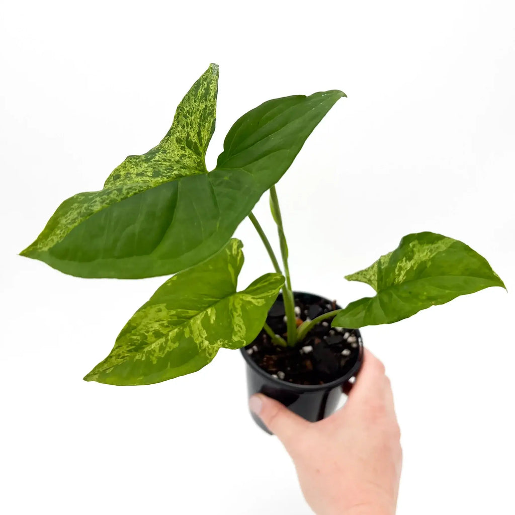 Syngonium podophyllum 'Mojito' in a black nursery pot, showcasing variegated leaves and unique colouration, rare indoor plant.