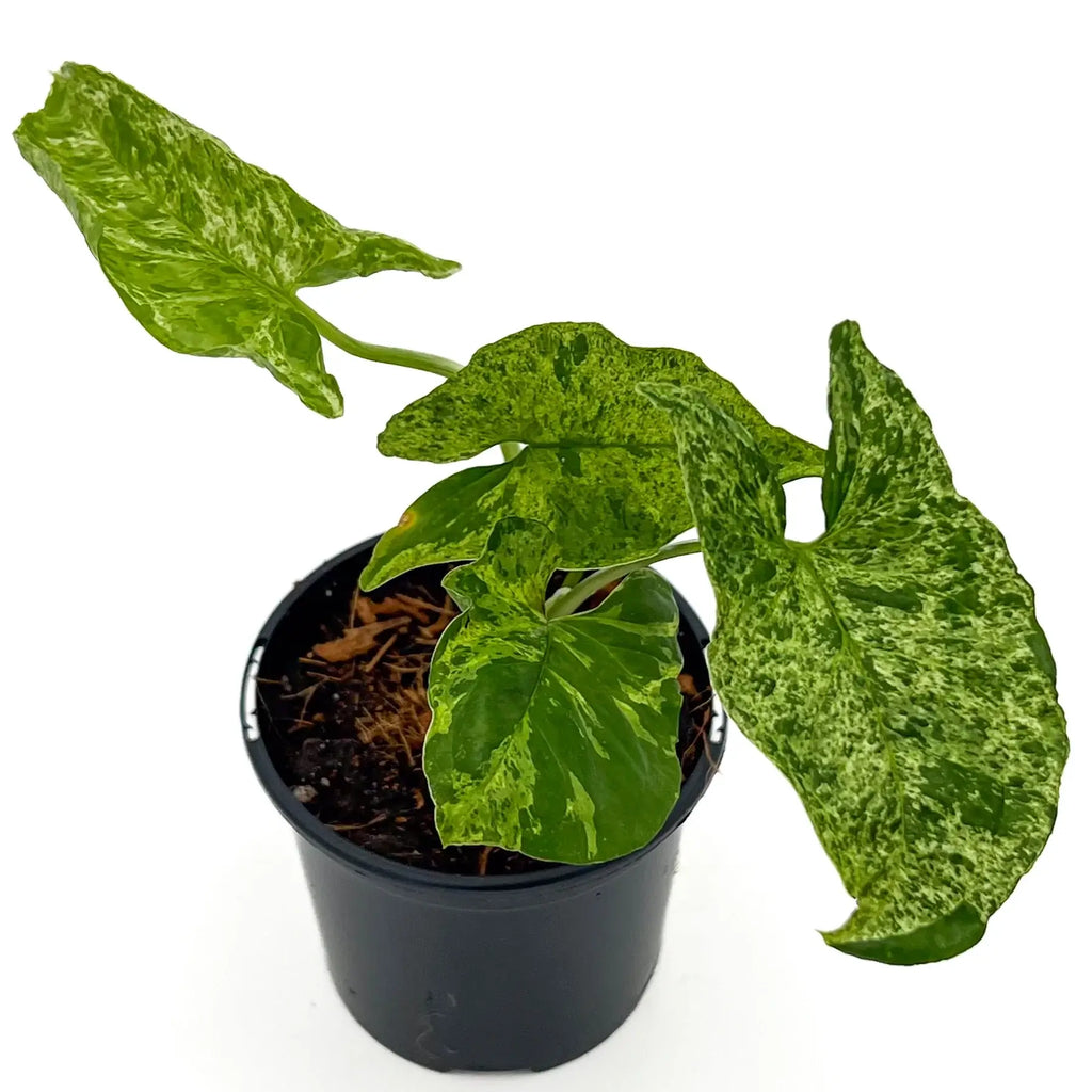 Syngonium Mojito with mottled green leaves in a black nursery pot, perfect for indoor decor. Available at Chalet Boutique, Australia.