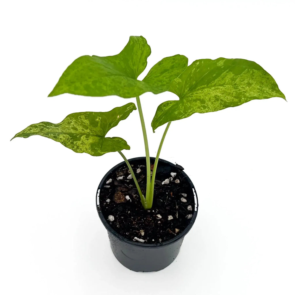 Syngonium podophyllum 'Mojito' in a black pot with variegated green leaves, ideal for indoor gardening and rare plant collectors.