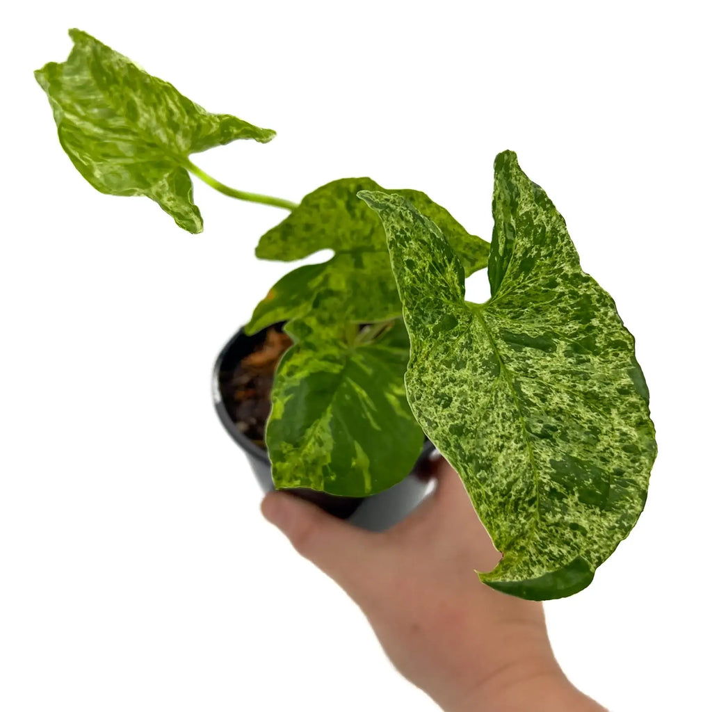 Syngonium Mojito plant with mottled green leaves in a hand, showcasing its rare indoor plant features. Chalet Boutique, Australia.