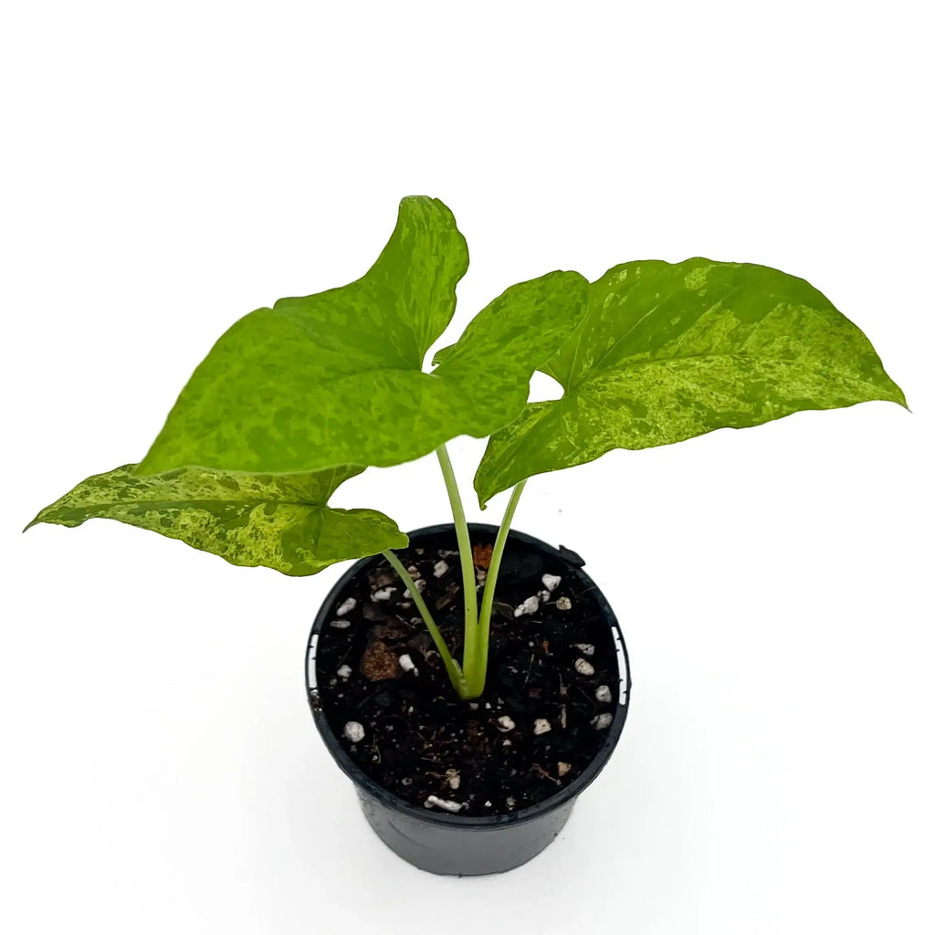 Syngonium podophyllum 'Mojito' in a nursery pot, showcasing variegated green leaves, ideal for indoor plants.