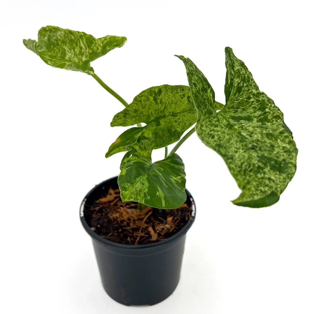 Syngonium Mojito plant in a black nursery pot showcasing mottled green leaves, available at Chalet Boutique, Australia.