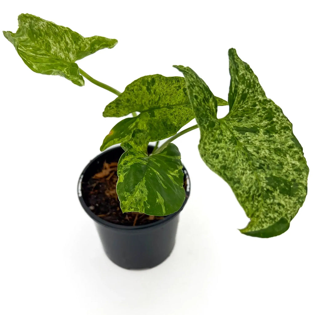 Syngonium Mojito indoor plant with unique mottled green leaves in a 10cm nursery pot, available at Chalet Boutique, Australia.