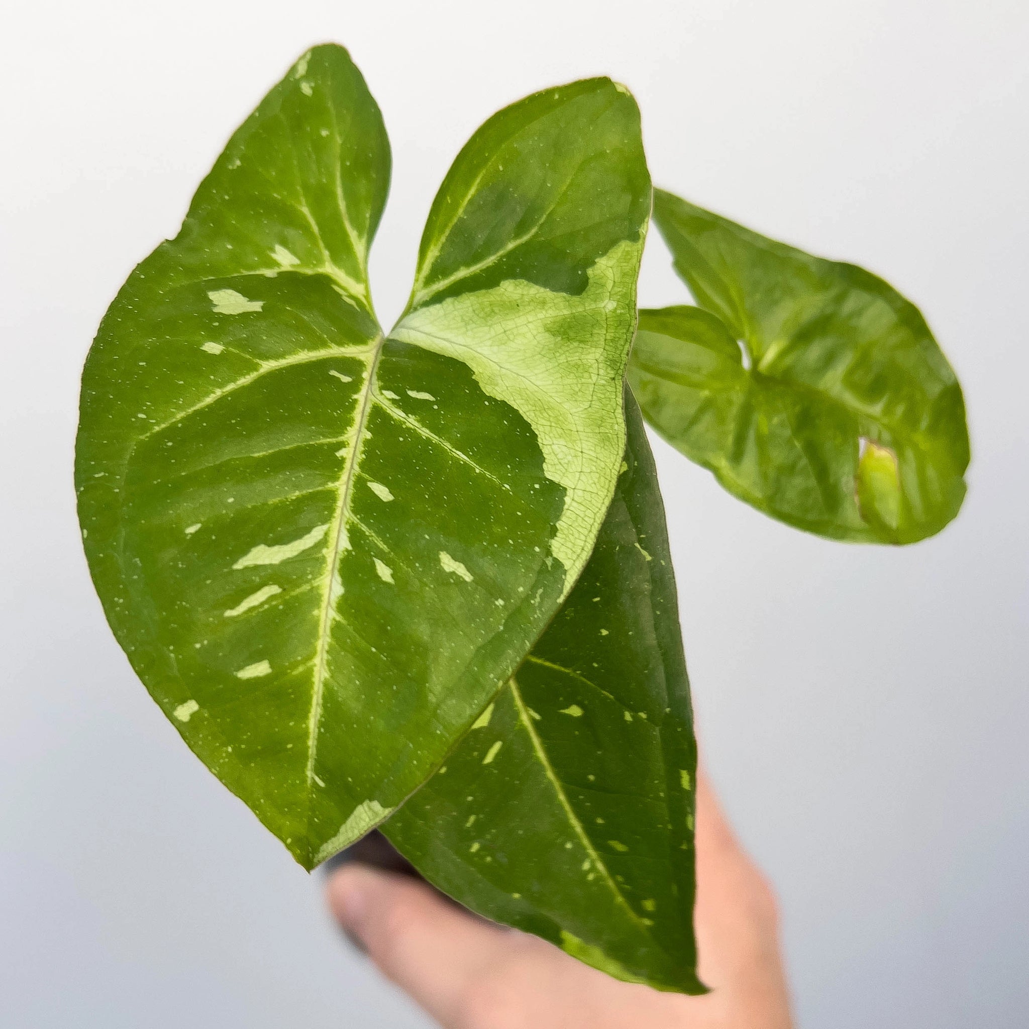 Syngonium Podophyllum Panda