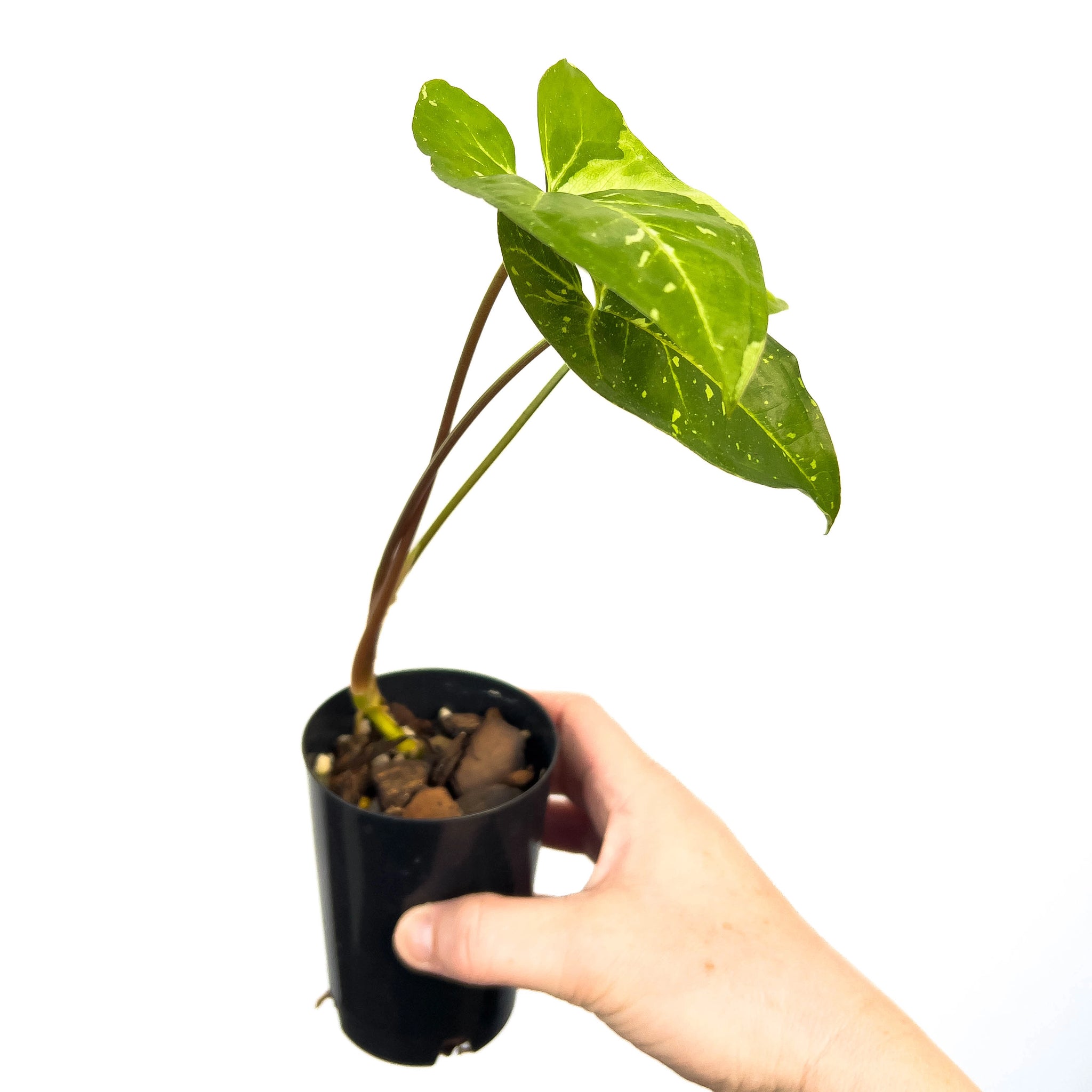 philodendron panda Syngonium Podophyllum Panda