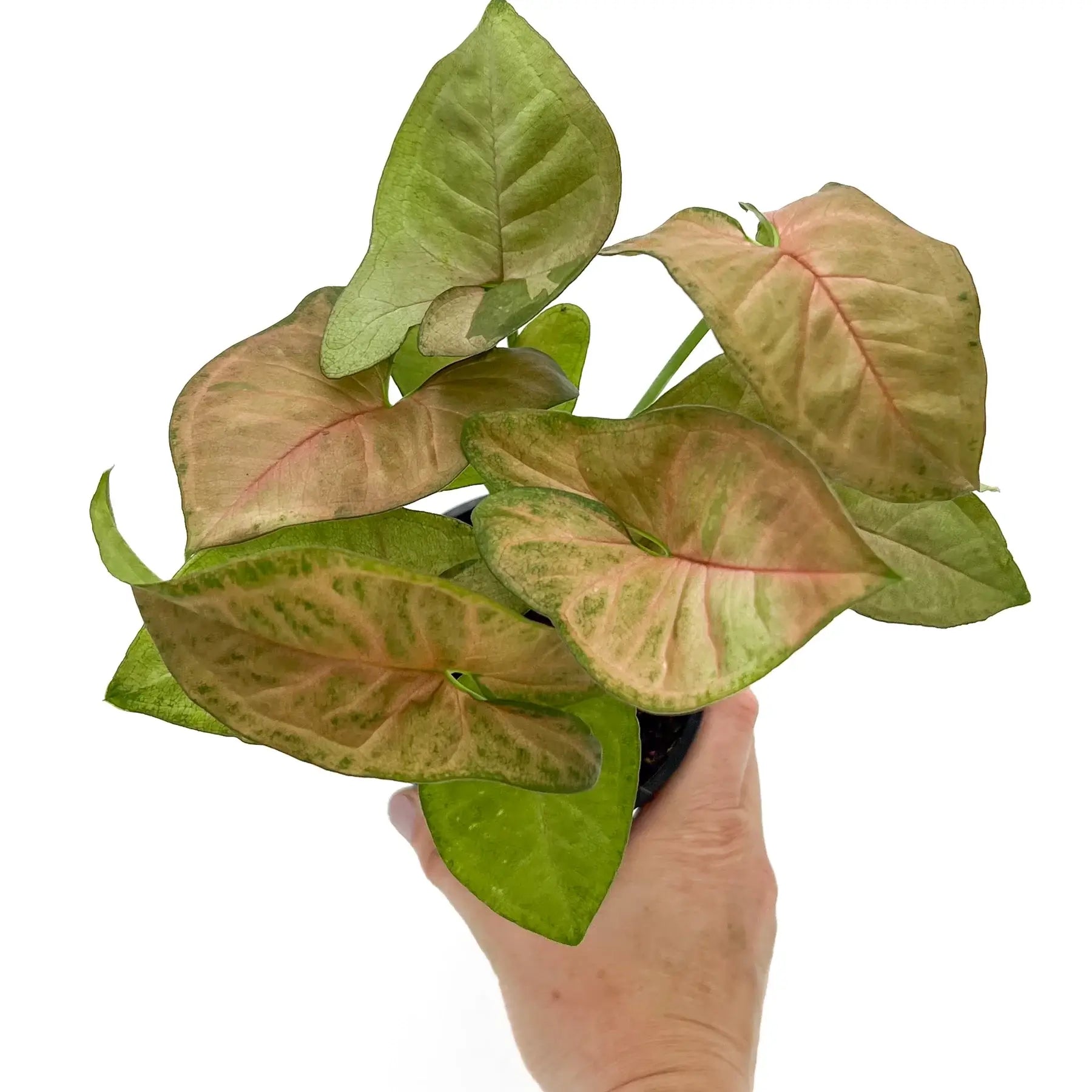 pink indoor plants australia Syngonium podophyllum Pink Passion