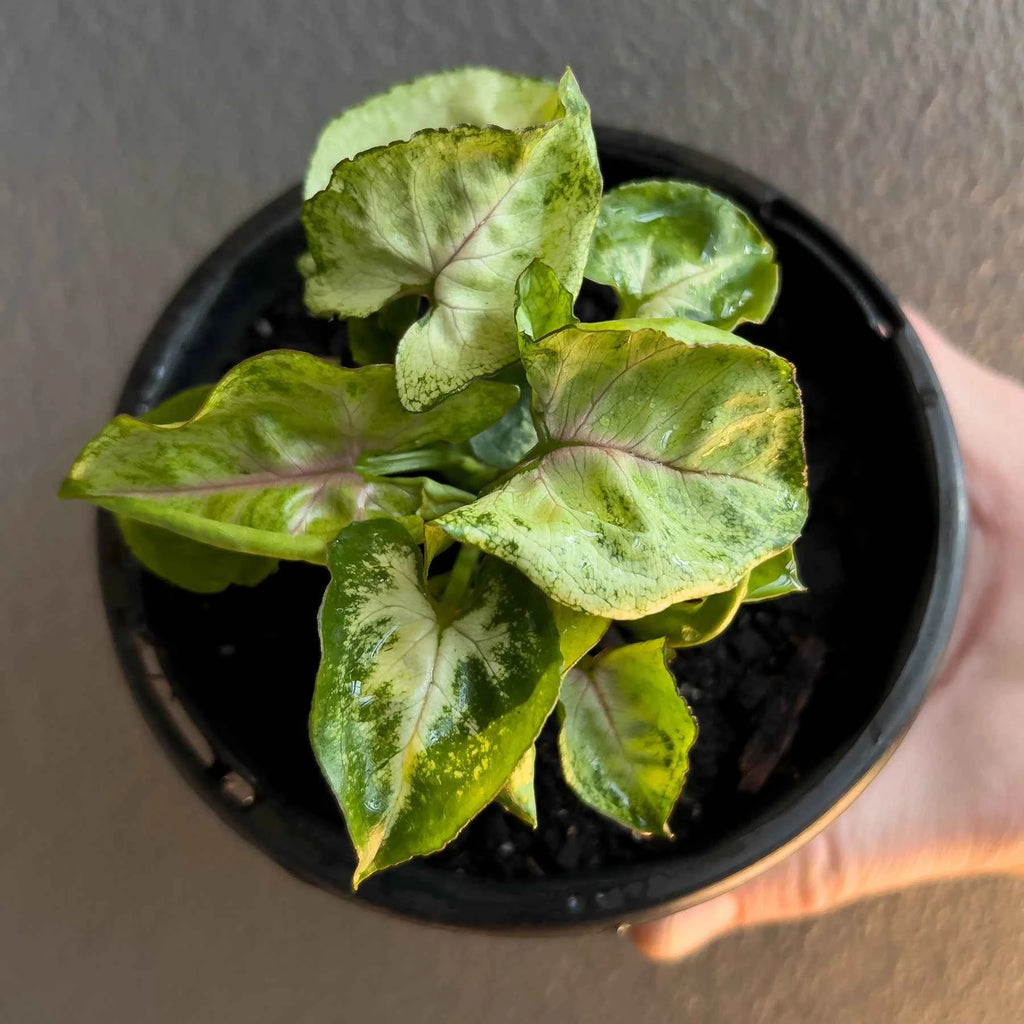 Syngonium podophyllum 'Sunshine Speckles'