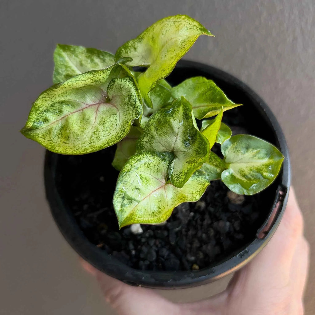 Syngonium podophyllum 'Sunshine Speckles'