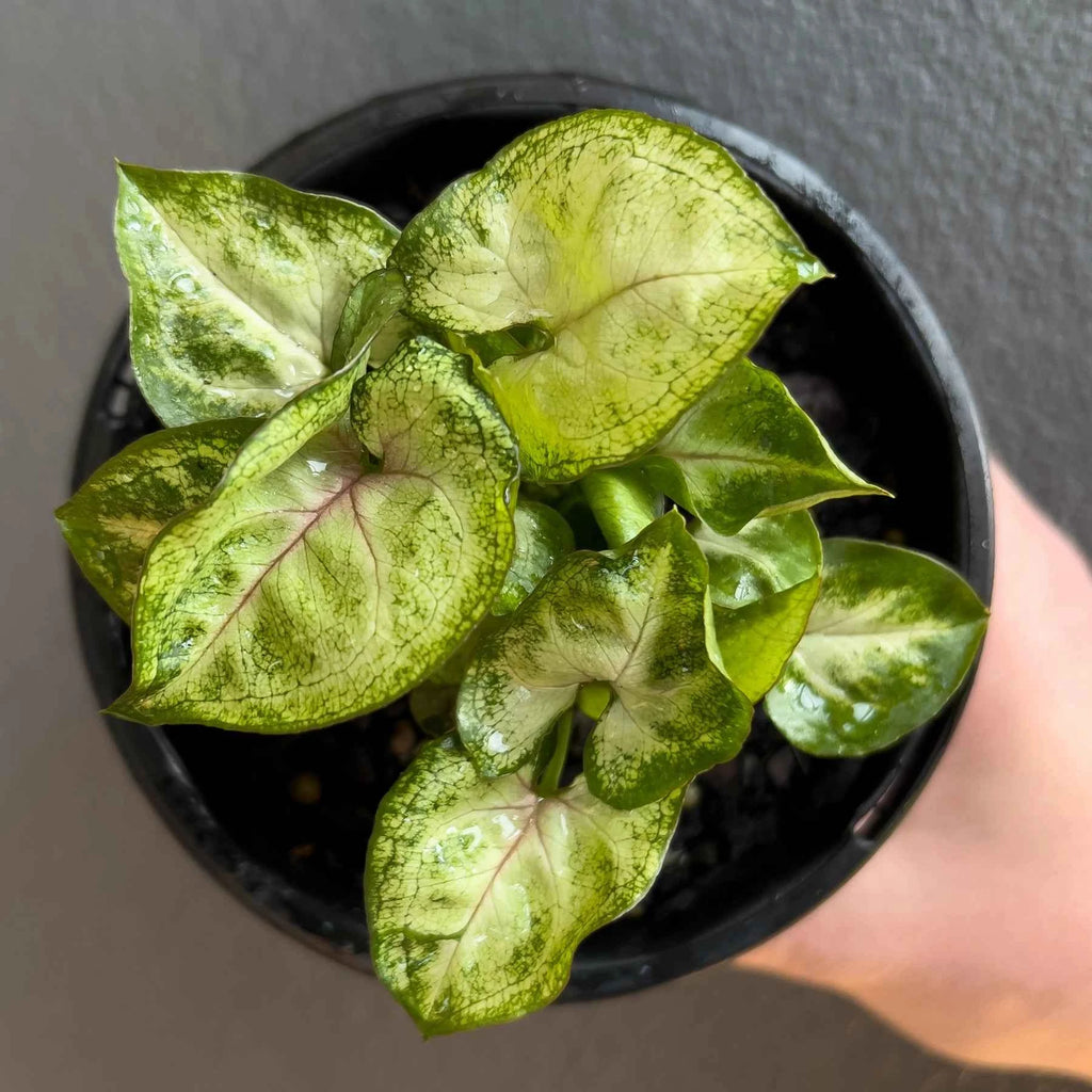 Syngonium podophyllum 'Sunshine Speckles'