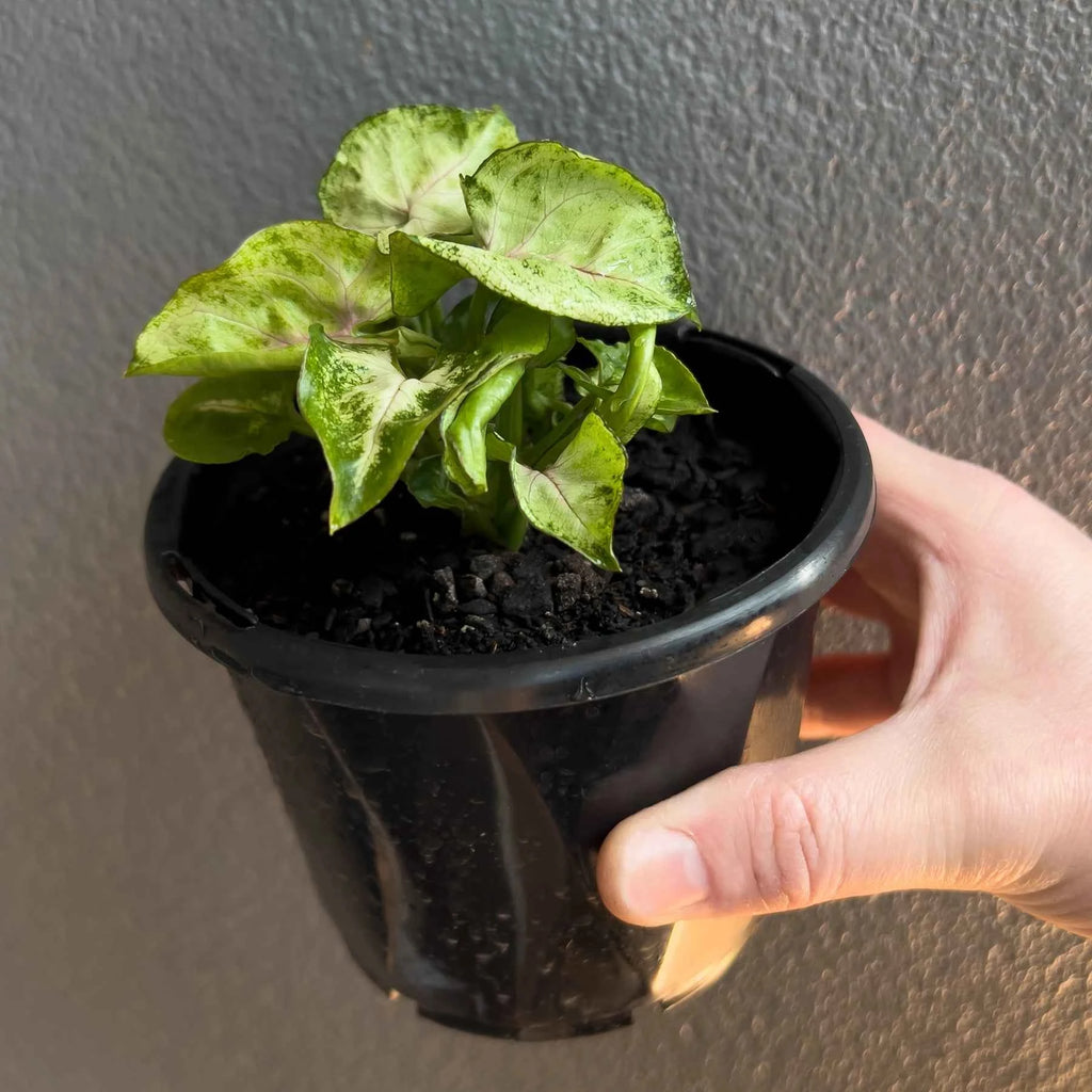 Syngonium podophyllum 'Sunshine Speckles'