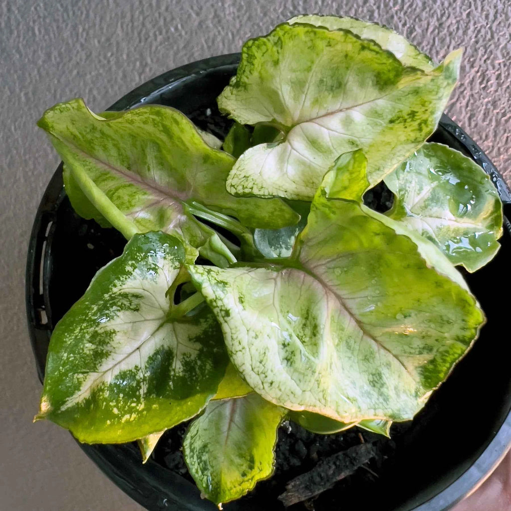 Syngonium podophyllum 'Sunshine Speckles'