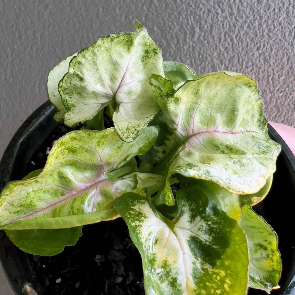Syngonium podophyllum 'Sunshine Speckles'