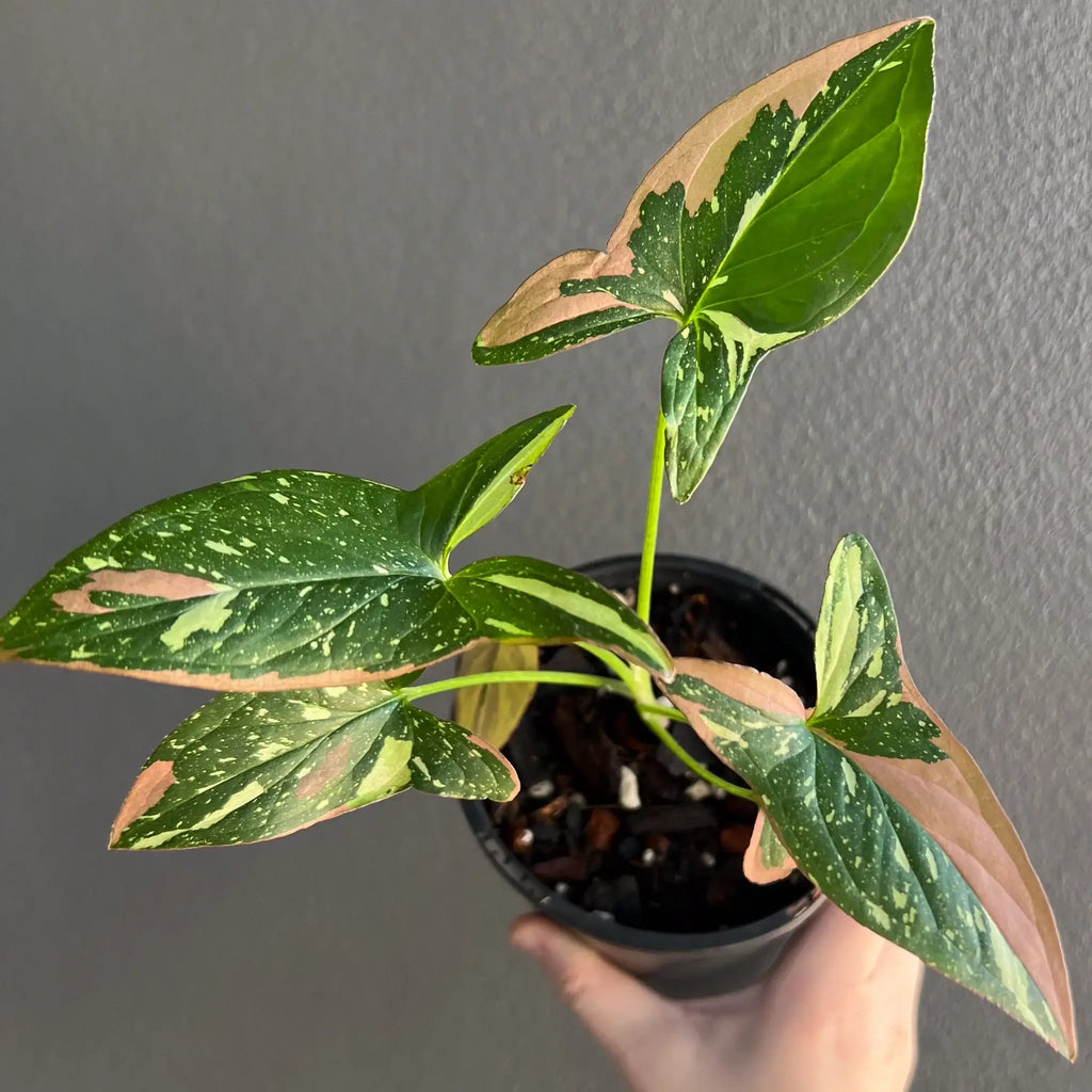 Syngonium Red Spot Tricolour plant with green and pink variegated leaves in a pot, ideal for indoor gardening. Chalet Boutique, Australia.