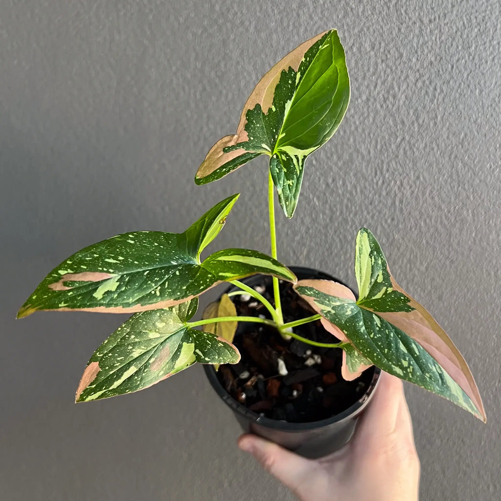Syngonium Red Spot Tricolour plant showcasing green and pink variegated leaves in a black pot. Chalet Boutique, Australia.