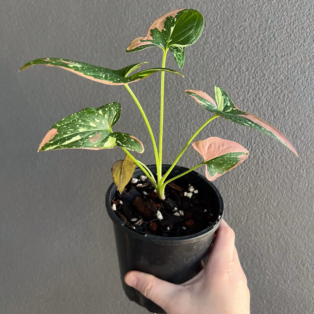 Syngonium Red Spot Tricolour in a hand, showcasing its rare variegated leaves; perfect for indoor plant collectors. Chalet Boutique, Australia.