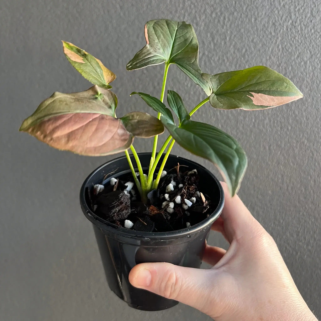 Syngonium podophyllum 'Red Spot' indoor plant in hand, featuring unique pastel variegation, available at Chalet Boutique, Australia.