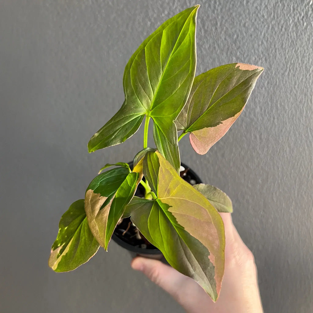 Syngonium podophyllum 'Red Spot' with unique leaf variegations in hand, perfect for indoor plant lovers. Chalet Boutique, Australia.
