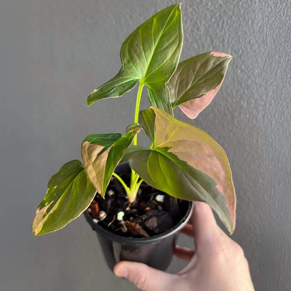 Syngonium podophyllum Red Spot in a pot, showcasing unique variegated leaves. Buy rare indoor plants online at Chalet Boutique, Australia.
