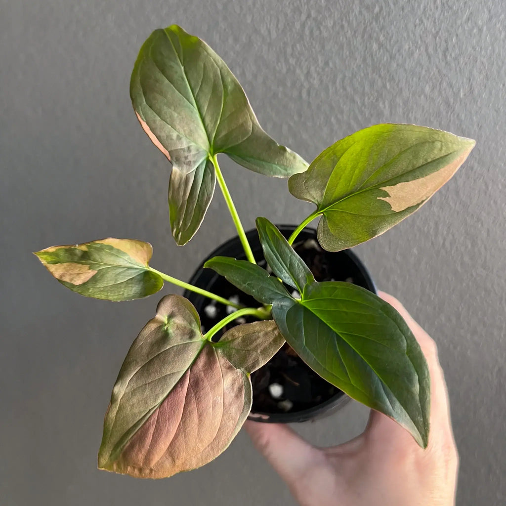 Syngonium podophyllum 'Red Spot' with unique variegated leaves in a pot, perfect for indoor plants. Chalet Boutique, Australia.