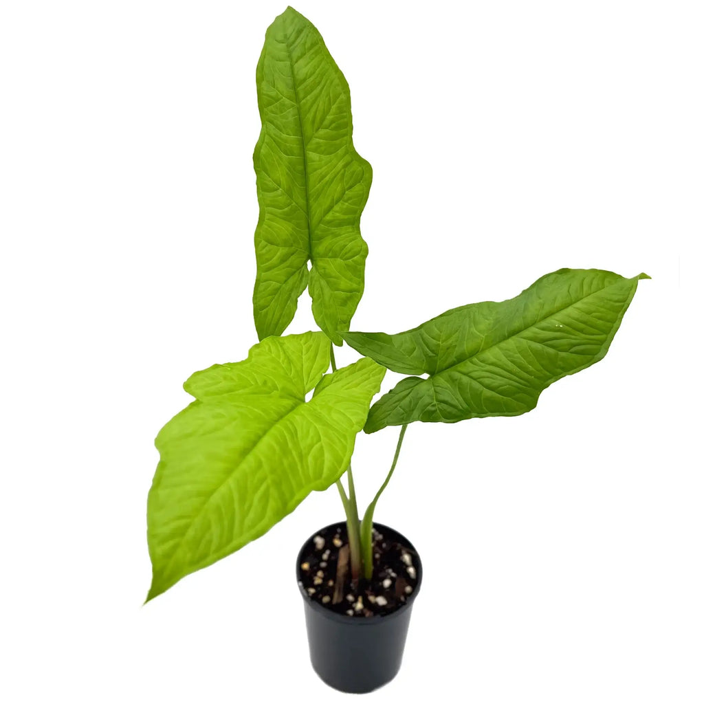 Syngonium steyermarkii indoor plant in a 10cm nursery pot, featuring large green arrow-shaped leaves. Chalet Boutique, Australia.