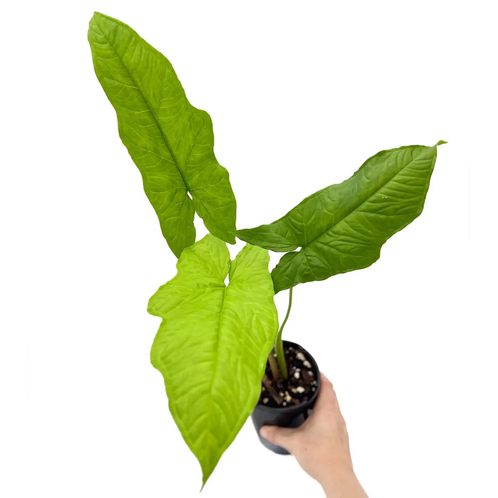 Syngonium steyermarkii with large arrow-shaped green leaves in a nursery pot, perfect for indoor spaces. Chalet Boutique, Australia.