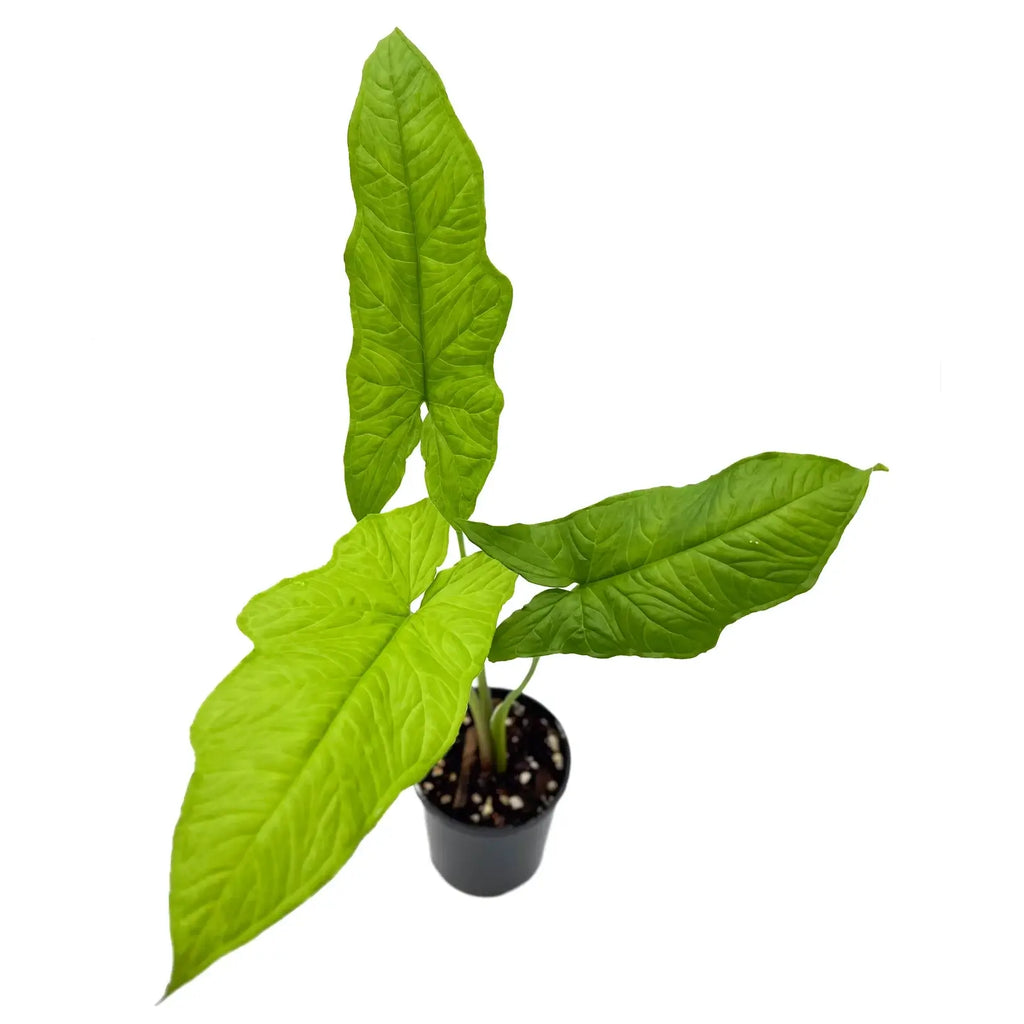 Syngonium steyermarkii in a nursery pot featuring large green leaves and unique lobed structure. Chalet Boutique, Australia.