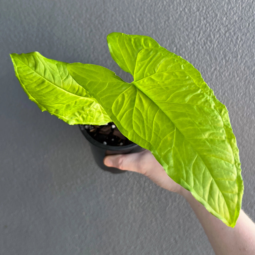Syngonium steyermarkii with large green leaves in a hand, a unique indoor plant for sale, Chalet Boutique, Australia.