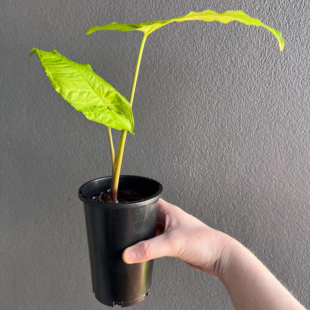 Syngonium steyermarkii plant with large green leaves in a nursery pot, ideal for indoor spaces. Chalet Boutique, Australia.