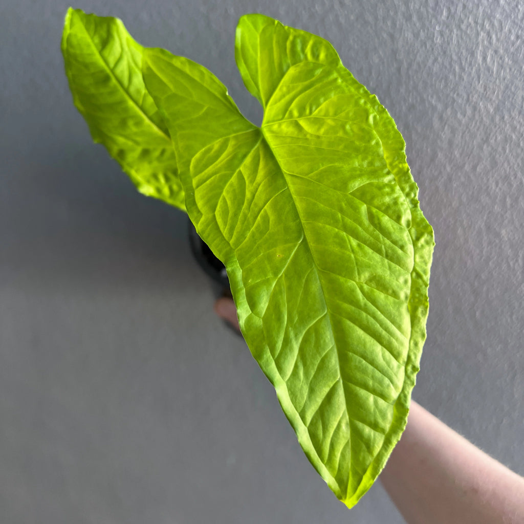Syngonium steyermarkii in a pot showcasing large green leaves and unique bumpy texture. Buy indoor plants online at Chalet Boutique, Australia.