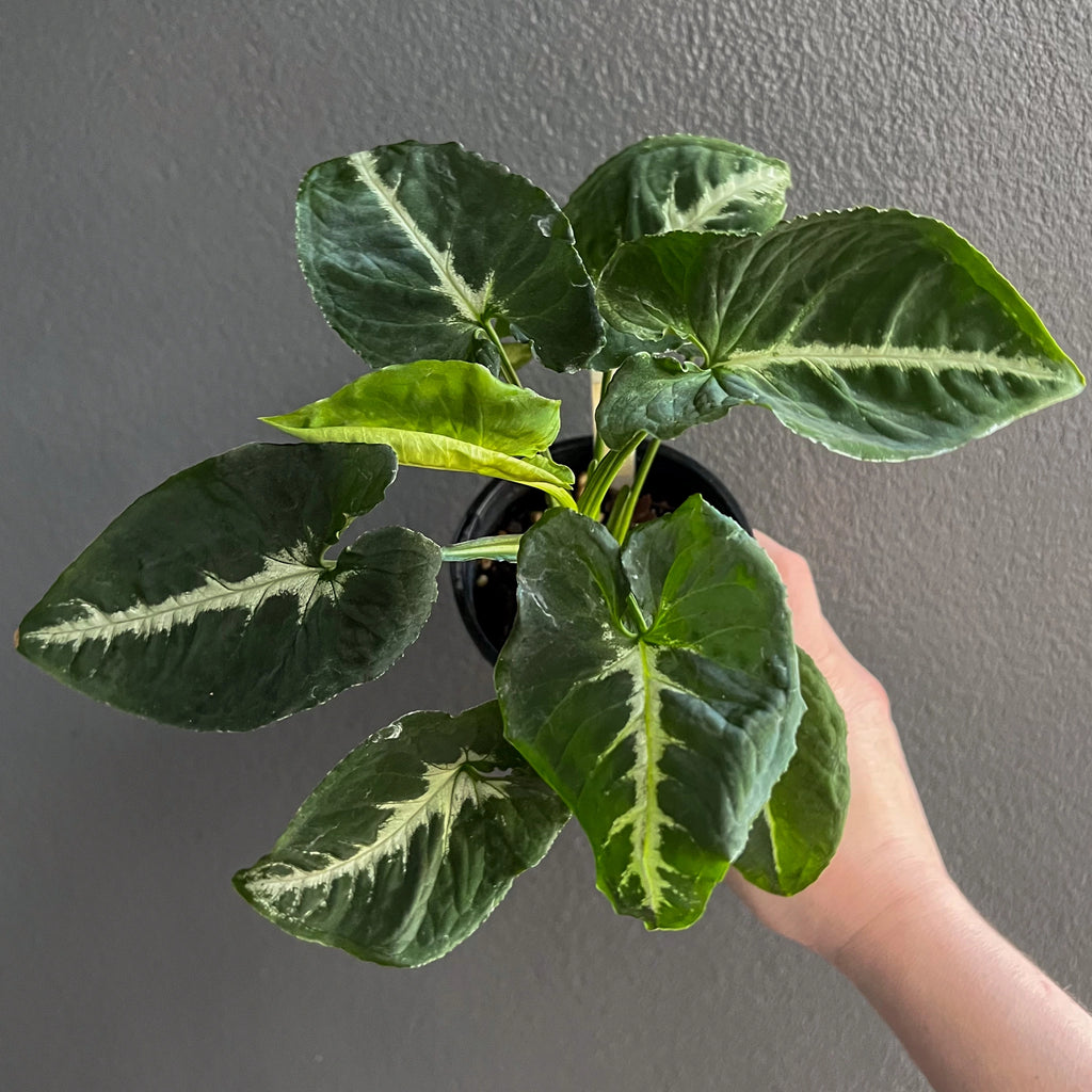 Syngonium wendlandii 'Southern Star' with dark green, lobed leaves in a nursery pot, available at Chalet Boutique, Australia.